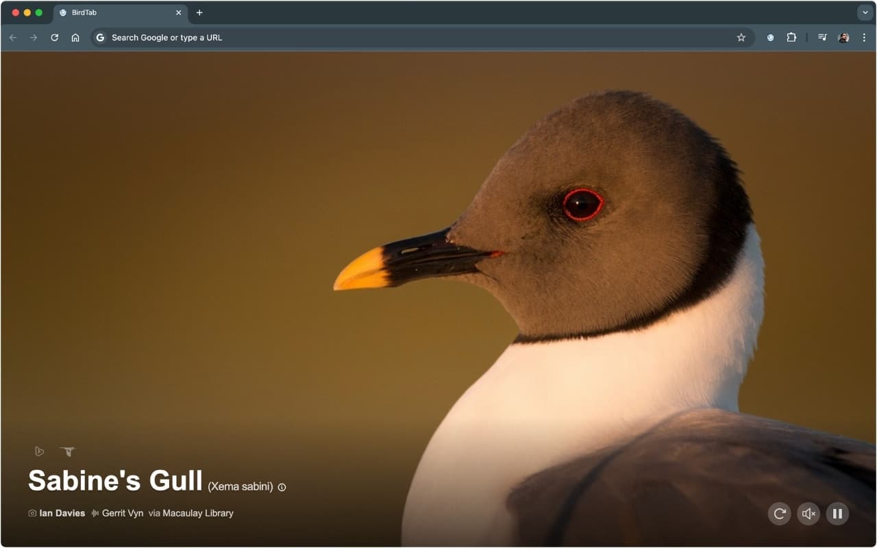 BirdTab